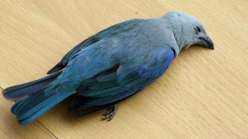 Des scientifiques ont transformé des oiseaux morts en drones