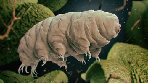 5 expériences qui ont prouvé la résistance incroyable des tardigrades