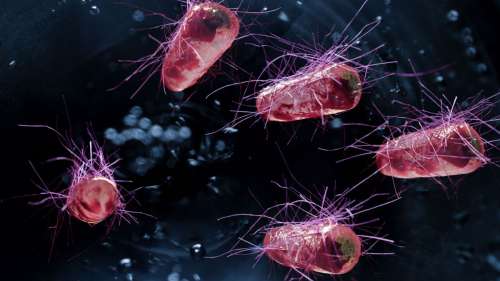 Cancer : des bactéries génétiquement modifiées détruisent efficacement les tumeurs