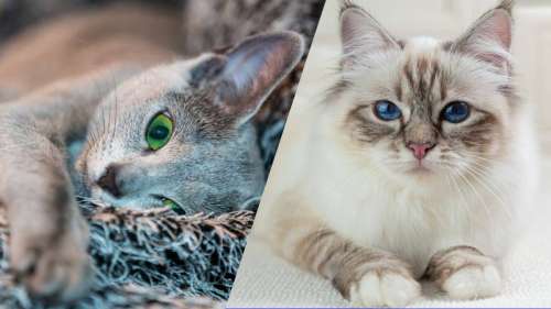 10 races de chats adaptées à la vie en appartement