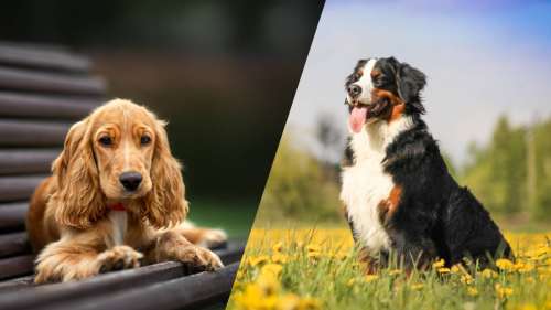 5 races de chiens qui ont une santé fragile