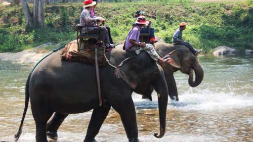 Le transport des touristes a détruit la colonne vertébrale de cet éléphant