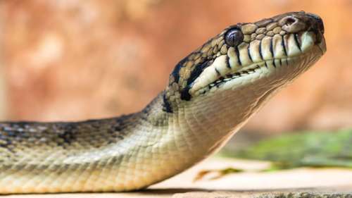 Un homme mordu au visage par un serpent de 2,5 mètres en Australie