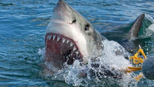 Un grand requin blanc pêché par une famille en Floride
