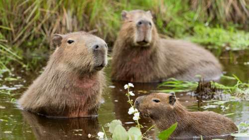 Le saviez-vous ? Le Vatican a considéré pendant longtemps le capybara comme un poisson