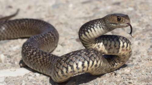 Un homme découvre un serpent venimeux dans le tiroir de son bureau en Australie