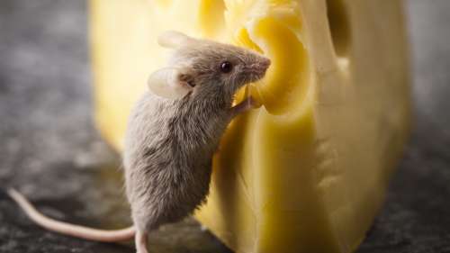 Les souris aiment-elles vraiment le fromage ?