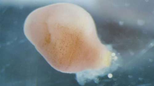 Une stratégie reproductive unique observée chez d’étranges vers marins des profondeurs