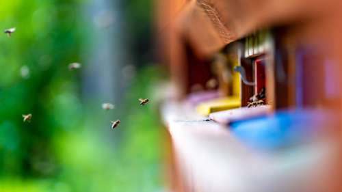 Les abeilles, des alliées précieuses pour les villes
