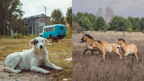 Tchernobyl : les animaux vivant dans l’ombre de la pire catastrophe nucléaire de l’histoire