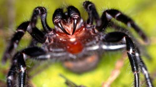 Des araignées mortelles retrouvées dans des piscines après de fortes pluies en Australie