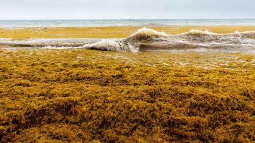 Une vague d’algues brunes de plus de 8 000 kilomètres de large menace d’envahir la Floride