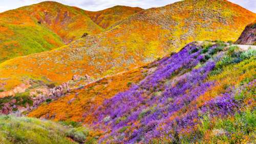 La super floraison en Californie offre un spectacle coloré époustouflant