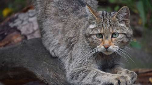 Un concours de chasse ignoble mettant au défi des enfants de tuer des chats sauvages fait polémique