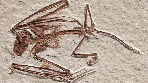Découverte de la plus ancienne espèce de chauve-souris connue