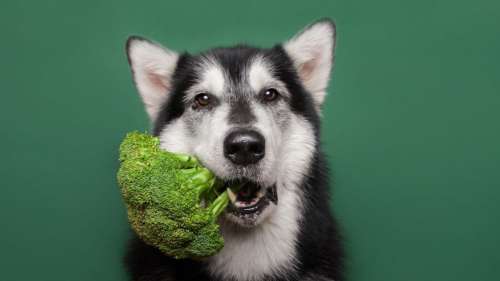 Une étude confirme que les chiens peuvent manger végan