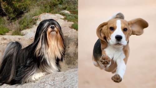 9 races de chiens étonnantes aux oreilles tombantes