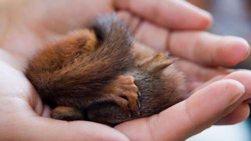 Découverte au Canada de la dépouille d’un écureuil de l’ère glaciaire vieux de 30 000 ans