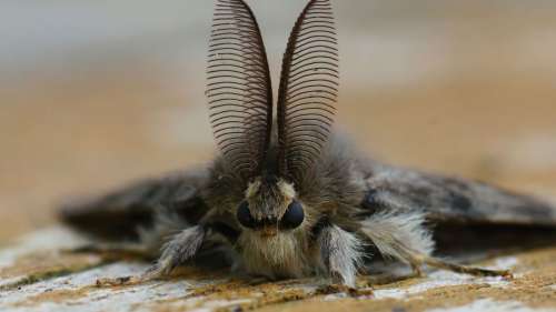 Les papillons de nuit sont des pollinisateurs plus efficaces que les abeilles