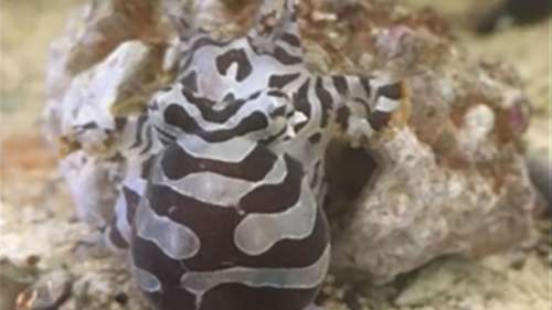 Le saviez-vous ? Les rayures des poulpes pygmées zèbres sont uniques comme nos empreintes digitales