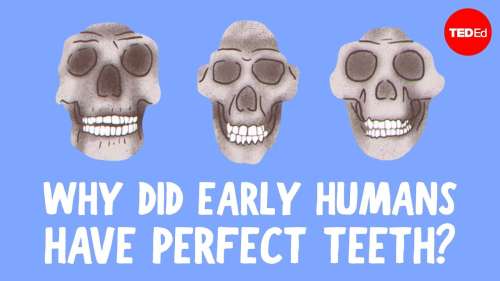 Pourquoi nos ancêtres n’avaient pas les dents tordues comme nous ?