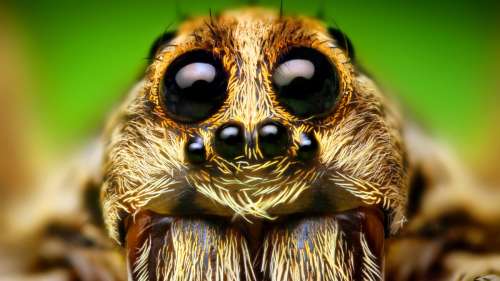 Comment les araignées perçoivent le monde qui les entoure ?