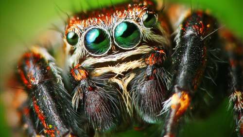Le saviez-vous ? Quand les araignées sauteuses sont affamées, elles perdent la vue