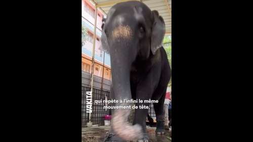 Cette éléphante est attachée et vit dans d’atroces conditions dans une cage en Inde