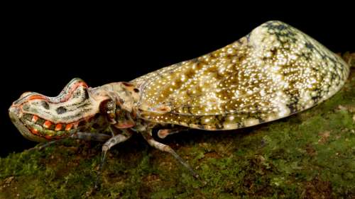 Un surprenant insecte filmé en Amazonie