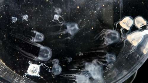 Une nouvelle espèce de méduse très venimeuse et dotée de 24 yeux découverte