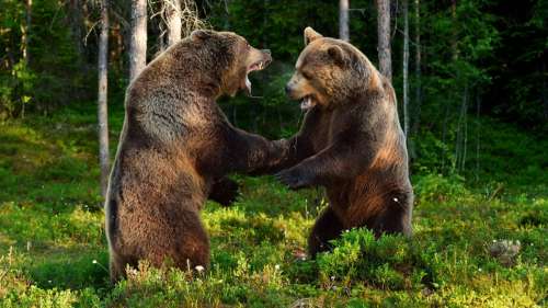 Regardez le combat épique entre deux grizzlis d’Alaska