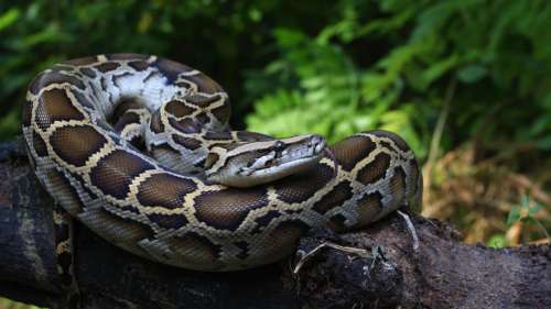 Un chasseur de serpents filmé en train de lutter avec un python birman de 27 kilos