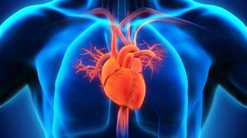 La cause des lésions cardiaques consécutives aux traitements anticancéreux identifiée