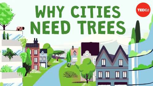 Qu’est-ce qui se passerait si l’on coupait tous les arbres d’une ville ?