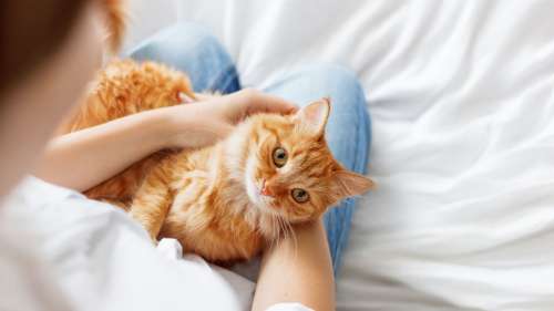 Une seule injection remplace la stérilisation chirurgicale chez les chats femelles