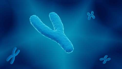 La perte du chromosome Y liée à un risque accru de cancer