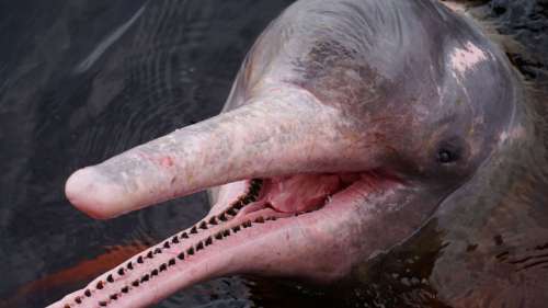 Cette espèce de dauphin aux dents similaires à des défenses a disparu il y a 25 millions d’années
