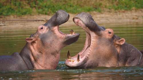 Les hippopotames de Pablo Escobar sont deux fois plus nombreux qu’on ne le pensait