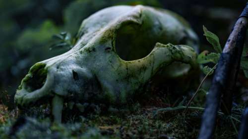 Ce crâne de loup placé il y a 2 000 ans dans une tombe servit à repousser les esprits vengeurs