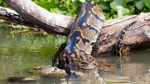 Le serpent de 15 mètres du Congo : légende ou réalité ?