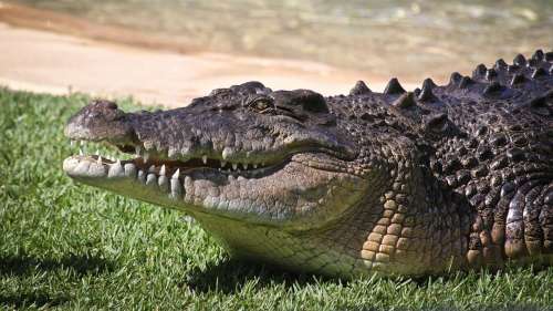Cassius, le plus grand crocodile du monde, vient de fêter son 120e anniversaire