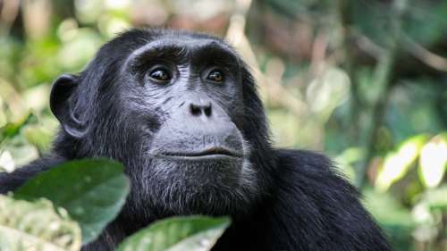 Après avoir vécu toute sa vie en captivité, ce chimpanzé découvre le ciel pour la première fois