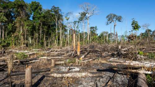 Brésil : La déforestation de la forêt amazonienne a baissé de 33,6 % au cours des six derniers mois