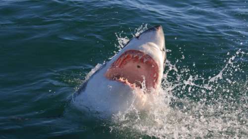 Un homme mordu jusqu’à la taille par un requin alors qu’il nageait en Caroline du sud