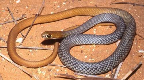 Découverte d’une nouvelle espèce de serpent venimeux en Australie
