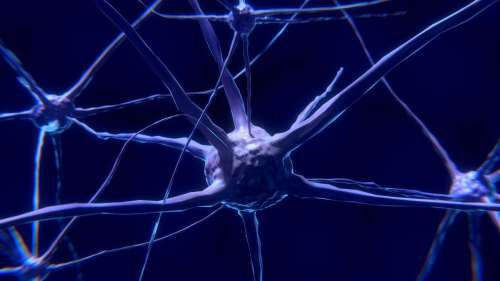 Découverte de cellules cérébrales à double face avec des incidences possibles sur la schizophrénie