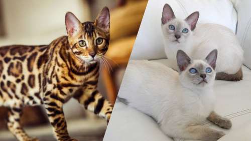 9 races de chats parmi les plus bavardes au monde
