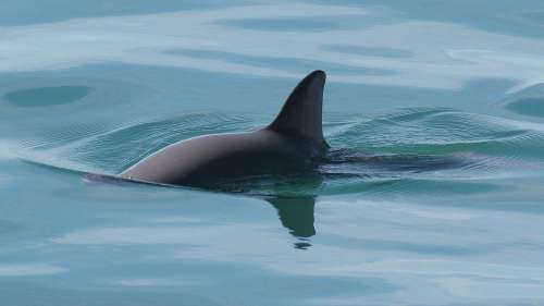 Première alerte à l’extinction pour le mammifère marin le plus rare de la planète