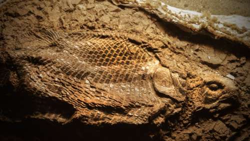 Un fossile vieux de 180 millions d’années révèle le dernier repas fatal d’un poisson jurassique