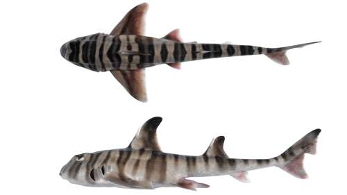 Découverte en Australie d’une nouvelle espèce de requin à dents « humaines »